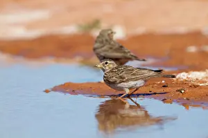 Calandrella: Lesser Short Toed Lark - at pool