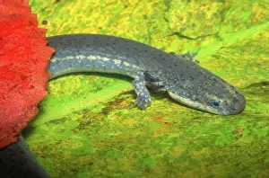 Siren: Lesser Siren