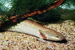Siren: Lesser Siren Salamander