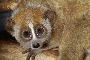 Slow: Lesser Slow LORIS - close up
