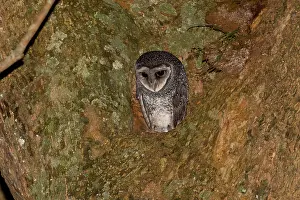 090818: Lesser Sooty Owl - perched at the entrance to its