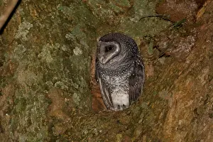090818: Lesser Sooty Owl - perched at the entrance to its