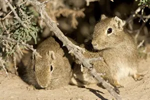 Cavies: Lesser / Southern Mountain CAVY