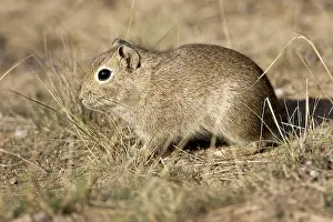 Cavies: Lesser / Southern Mountain CAVY