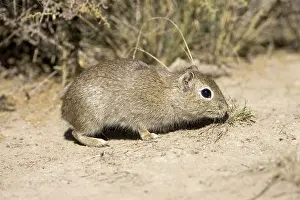 Cavies: Lesser / Southern Mountain CAVY