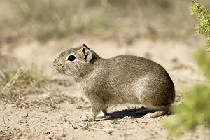 Cavies: Lesser / Southern Mountain CAVY