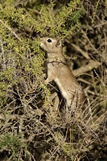 Cavies: Lesser / Southern Mountain CAVY