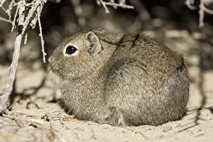 Cavies: Lesser / Southern Mountain CAVY (local name: Cuis)