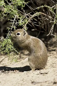 Cavies: Lesser / Southern Mountain CAVY (local name: Cuis)