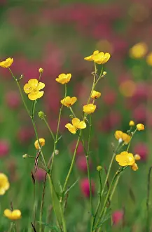 David C Dixon: Lesser SPEARWORT