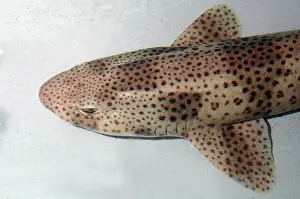 Dogfish: Lesser Spotted Dogfish