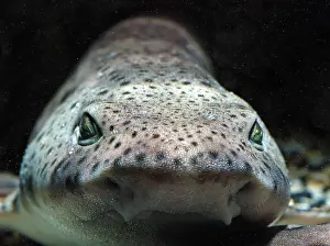 Dogfish: Lesser Spotted Dogfish