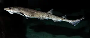 Thin: Lesser Spotted Dogfish