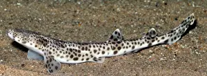 Thin: Lesser Spotted Dogfish