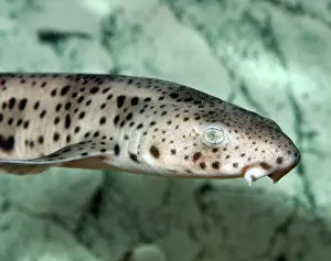Thin: Lesser Spotted Dogfish
