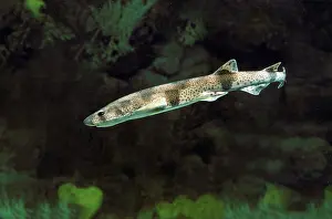 Dogfish: Lesser-spotted DOGFISH / Sandy DOGFISH / Rough