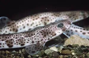 Dogfish: Lesser spotted DOGFISH / Sandy DOGFISH / Rough hound