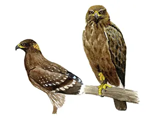 Clanga: Lesser spotted eagle