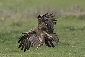 Pomarina: Lesser Spotted Eagle - adult eagle in flight - Germany