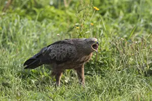 Screeching: Lesser Spotted Eagle, - adult eagle - Germany