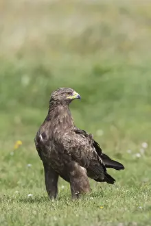 Pomarina: Lesser Spotted Eagle, - adult eagle - Germany