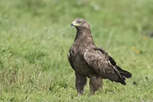 Pomarina: Lesser Spotted Eagle, - adult eagle - Germany