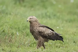 Pomarina: Lesser Spotted Eagle, - adult eagle - Germany