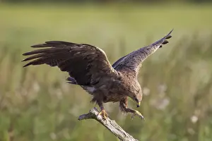 Pomarina: Lesser Spotted Eagle, - adult eagle - Germany