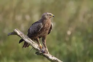 Pomarina: Lesser Spotted Eagle, - adult eagle - Germany