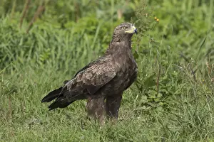 Aquila: Lesser Spotted Eagle, - adult eagle - Germany