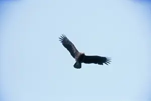 Wolfgang Wagner: Lesser Spotted Eagle - in flight