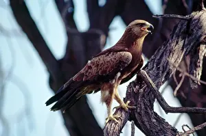 Pomarina: Lesser Spotted EAGLE - in tree