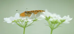Melitaea: Lesser Spotted Fritillary
