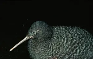 Apteryx: Lesser Spotted KIWI