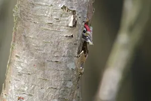 Nesthole: Lesser spotted Woodpecker