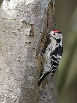Nesthole: Lesser spotted Woodpecker