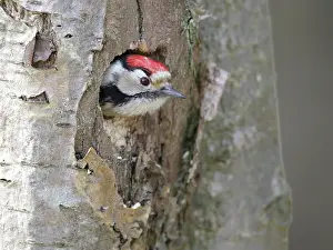 Nesthole: Lesser spotted Woodpecker