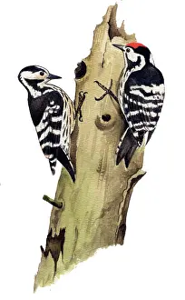 Decreasing: Lesser Spotted Woodpecker