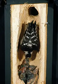 Wilhelm Moller: Lesser-spotted Woodpecker - cross section of tree