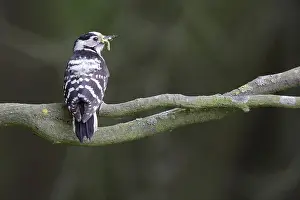 Minor: Lesser Spotted Woodpecker (Dendrocopos minor) w