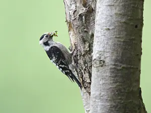 Minor: Lesser Spotted Woodpecker (Dendrocopos minor) w