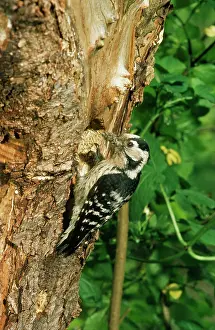 Jack Bailey: Lesser-spotted Woodpecker - female