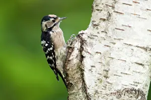 Dendrocopus: Lesser Spotted Woodpecker - female