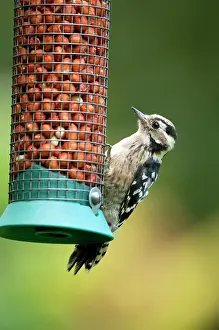 Dendrocopus: Lesser Spotted Woodpecker - female on feeder