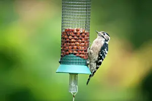 Dendrocopus: Lesser Spotted Woodpecker - female on feeder