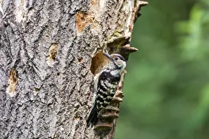 010222: Lesser Spotted Woodpecker - Female - Hungary