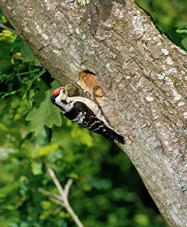 Hammering: Lesser Spotted Woodpecker - male at nest in oak tree