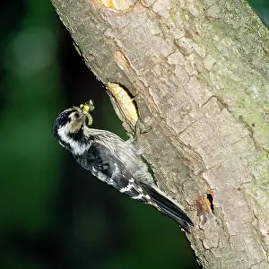 Zdenek Tunka: Lesser Spotted Woodpecker - at nest hole with food