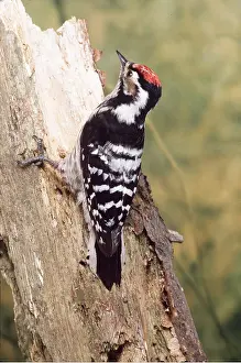 Wendy Sadler: LESSER-SPOTTED WOODPECKER - on tree trunk