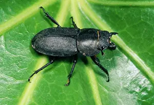 Dorcus: Lesser Stag Beetle